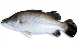 Koral/Bhetki Fish (River) Size: 5Kg-7Kg