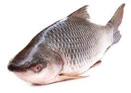 Rui Fish (Special Quality) Size: Between 5kg-7kg