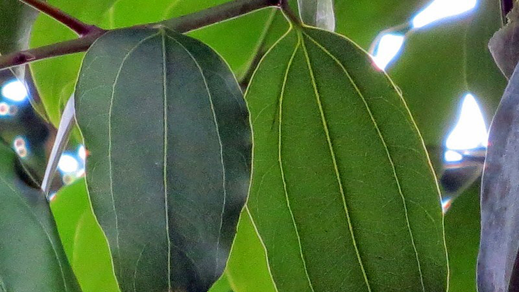 Tejpata (Indian Bay Leaf) (Sorted/বাছাই করা) 50g