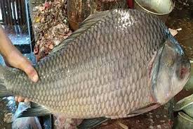 Katla Fish (Special Quality) Size: Between 5kg-8kg