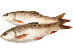 Rui Fish (Special Quality) Size: Between 4kg-5kg