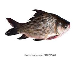 Katla Fish (Special Quality) Size: Between 4kg-5kg