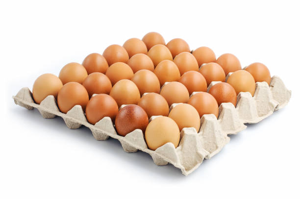Chicken Egg 30pcs/1 Case